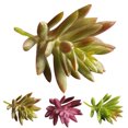 thumbnail image 2 of 10PCS Artificial Succulents Decorative Mini Lifelike Simulated Plants Home Decor, 2 of 9