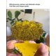 thumbnail image 2 of BEMS: la trampa para moscas de la fruta de 12 Uds captura y elimina eficazmente, 2 of 4