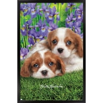 Keith Kimberlin - Cavalier King Charles Puppies Wall Poster, 14.725" x 22.375", Framed