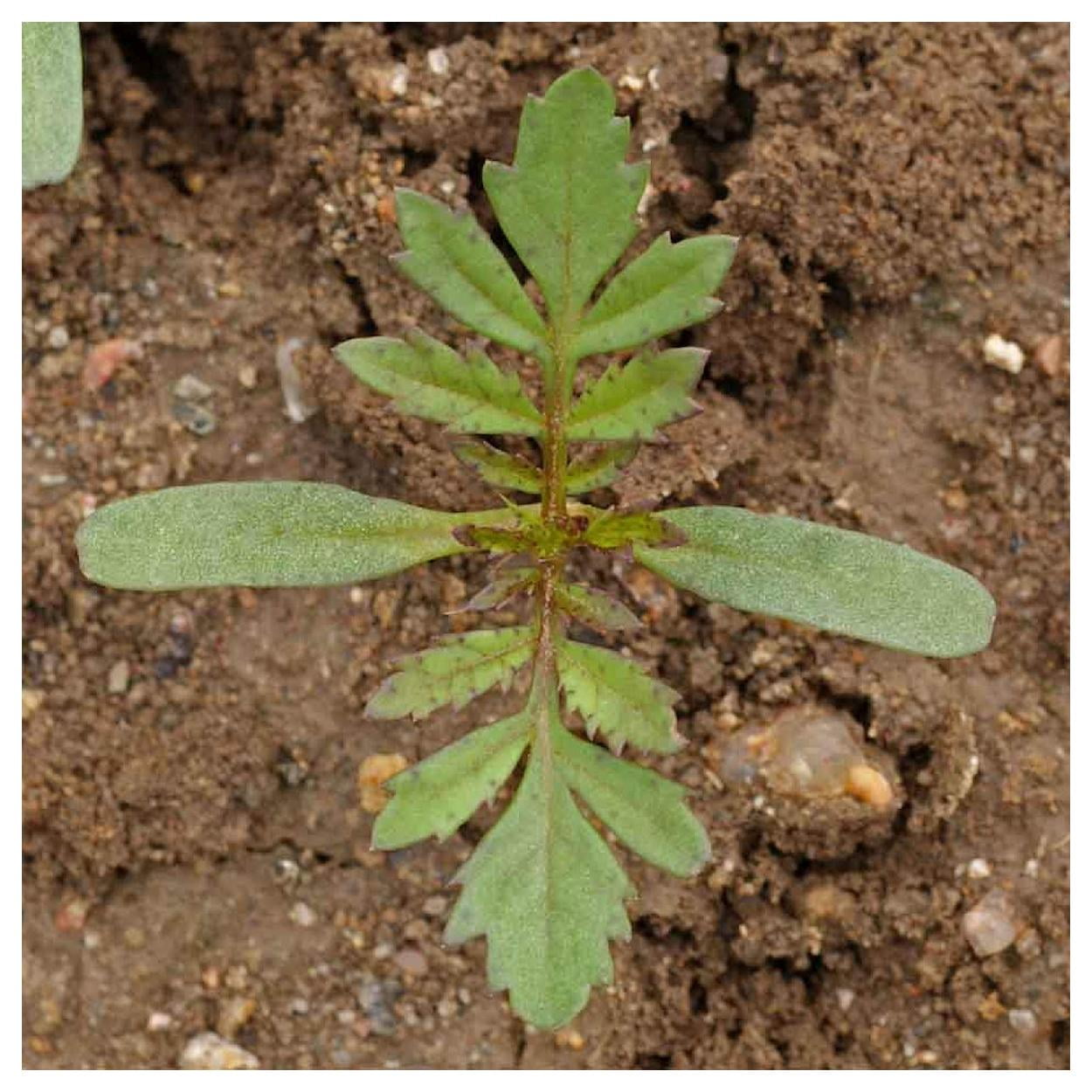 Everwilde Farms - 1 lb Dainty Marietta French Marigold Garden Flower Seeds - Gold Vault Bulk Seed Packet