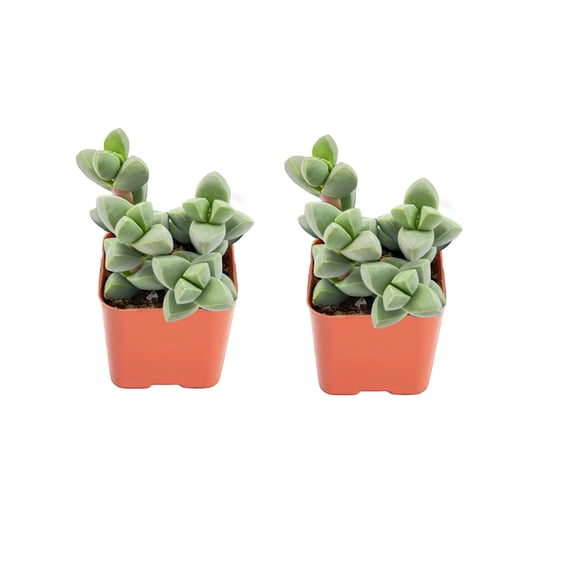 Succulent Plant Live Antler Begonia Style -Mini Succulents Live Plants in 2" Pot -Outdoor Hanging Succulents-Easy to Care  Idoor Succulent Houseplant