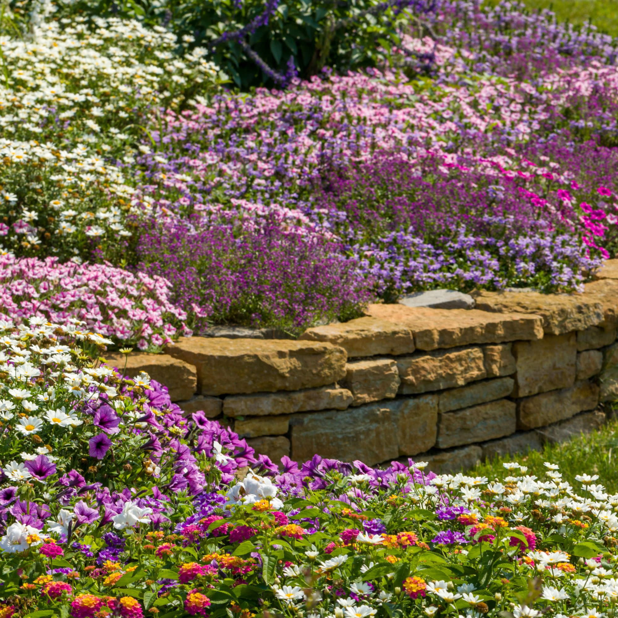 Proven Winners 4" Supertunia Mini Vista Pink Star Petunia Live Plant in 4.25" Pot (4 Count)