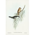 thumbnail image 2 of Gould, John 13x18 White Modern Wood Framed Museum Art Print Titled - White-shouldered cuckooshrike-Campephaga humeralis, 2 of 4