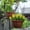 Yellow, variant on Artificial Violet Pansy for Outdoor Home and Garden Decor, Realistic Fake Flower for Porch and Planter, UV Resistant Plastic Plant for Spring, Purple