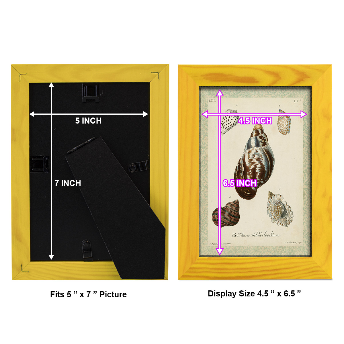Bookplate Shells VII - Framed Print w/glass - Sunflower Yellow