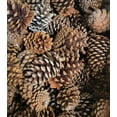thumbnail image 6 of 12 Pack Pine Cones 4" - 5" Real All Natural Pinecones in Bulk (Unscented) Various Size - Perfect for Arts and Crafts, Home Decor Accent Vase Filler. (4-5 Inch), 6 of 7