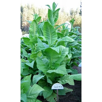 clew tobacco Premium Clew Nicotine Pouches at EcmVape