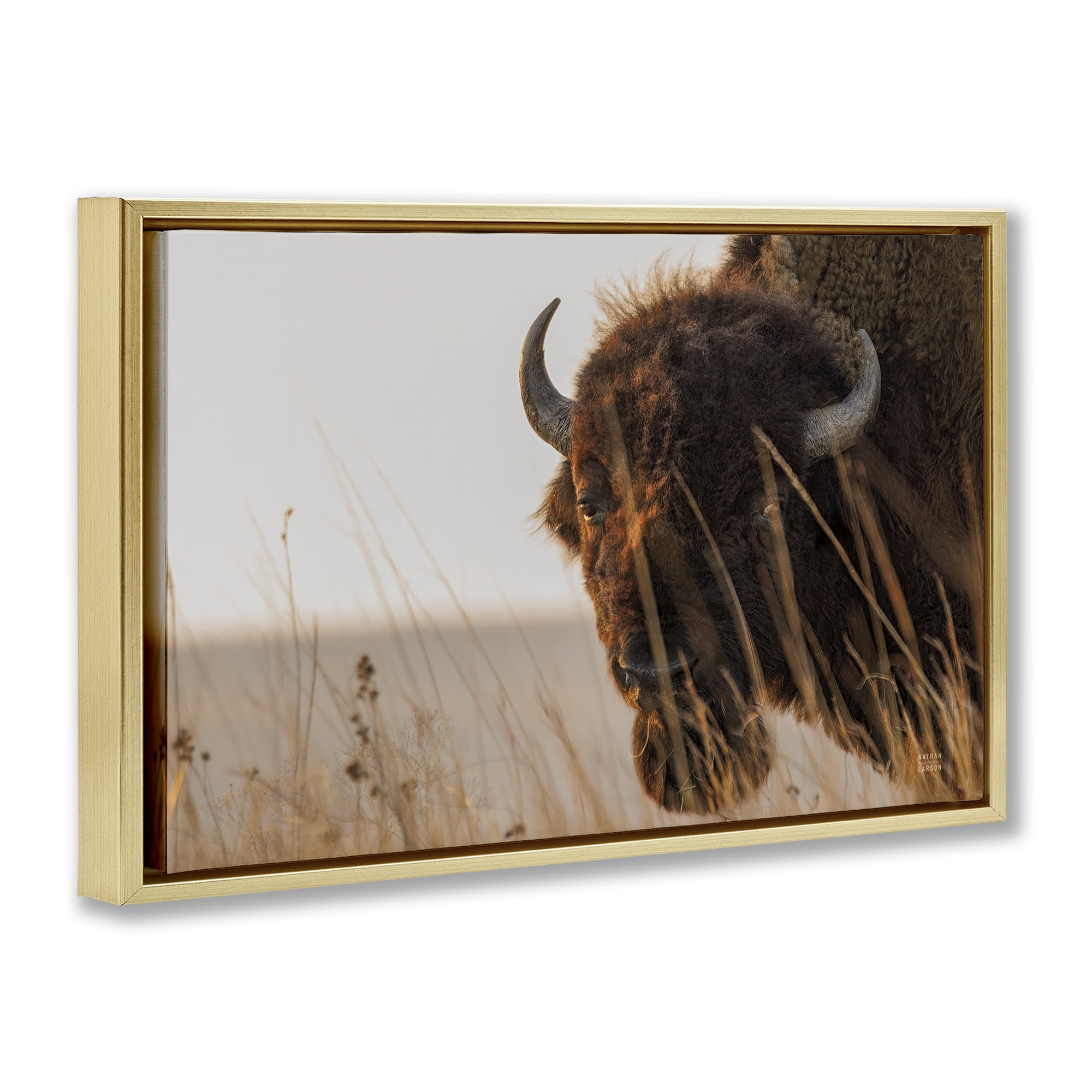 Stupell Industries Bison Sunset on Golden Prairie Gold Framed Floater Canvas Wall Art, design by Nathan Larson