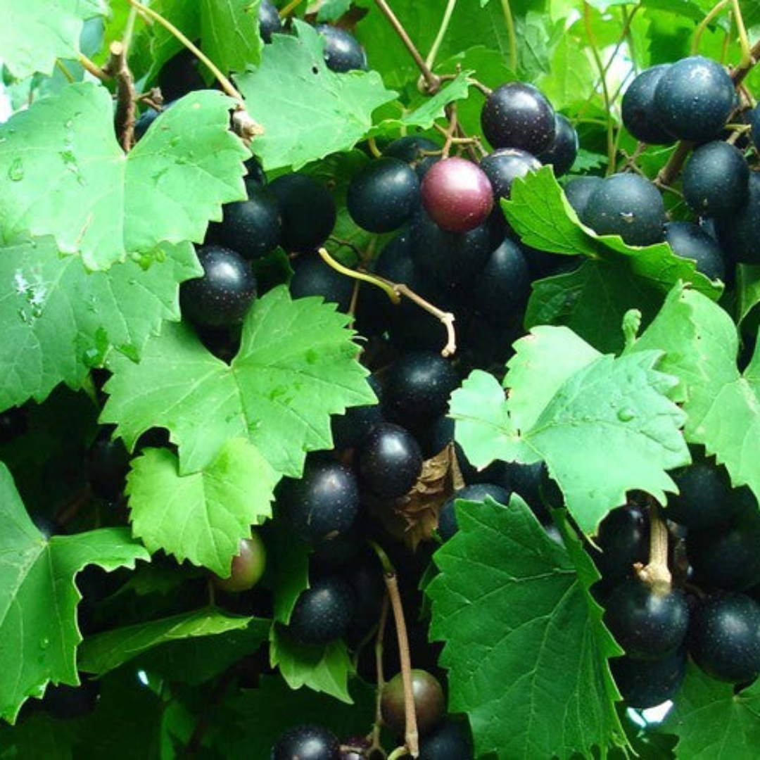Alachua Muscadine Grape Vine Live Fruit Plant – 1 Gallon Potted Plant, Sweet Bronze Muscadine Grapes, Hardy Productive Grape Vine
