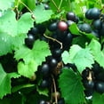 thumbnail image 4 of Alachua Muscadine Grape Vine Live Fruit Plant – 1 Gallon Potted Plant, Sweet Bronze Muscadine Grapes, Hardy Productive Grape Vine, 4 of 5