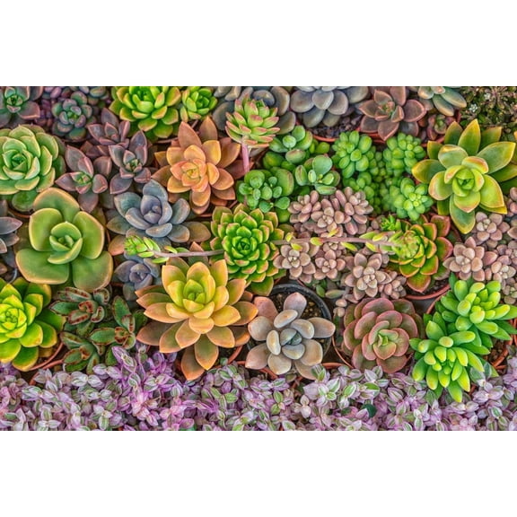 Home Shops USA 50 Echeveria Species Mix Plant Seeds