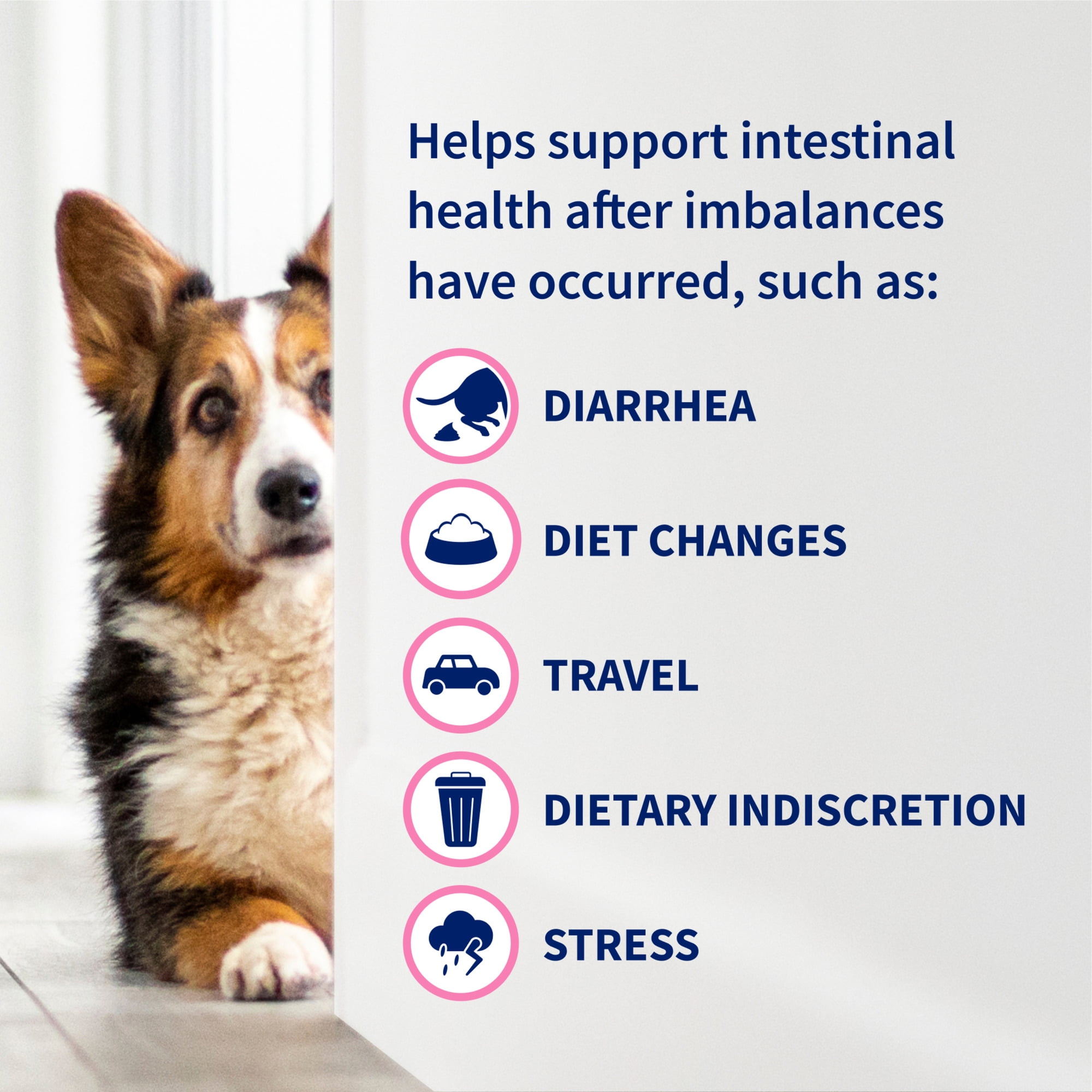 Nutramax Proviable Digestive Health Supplement DC Capsules for Cats and Dogs, 30 Count