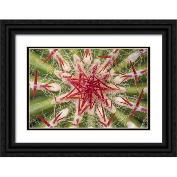 Paulson, Don 32x23 Black Ornate Wood Framed with Double Matting Museum Art Print Titled - Arizona, Tucson Close-up of cactus and thorns