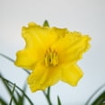 thumbnail image 6 of Expert Gardener Happy Returns Daylily (2.5 Quart) Yellow Blooming Perennial - Full Sun Live Outdoor Plant, 6 of 8