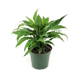 albino zz plant ZZ Plant for Sale