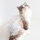 thumbnail image 5 of Vestido de novia para perros blancos, vestido de novia, falda de princesa, vestido de fiesta para perros pequeños y medianos (S), 5 of 5