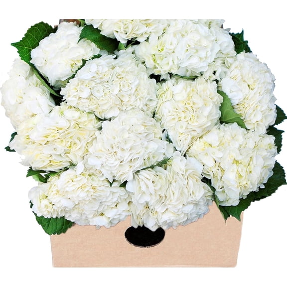 KaBloom : 15 White Hydrangeas, Next-Day Delivery, Gift for Every Occasion.