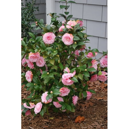 Camellia 1pot