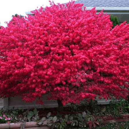 Burning Bush Live Plant, Compact Dormant Plants for Containers or Borders, 3–5 inch Tall, USDA Zones 4–8