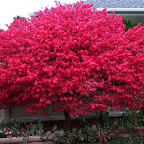 Burning Bush Live Plant, Compact Dormant Plants for Containers or Borders, 3–5 inch Tall, USDA Zones 4–8