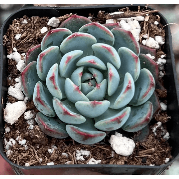Live Echeveria Minima Plant - Small Succulents Plant - 2 Inch Pot