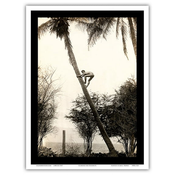 Climbing for Coconuts - Lahaina Hawaii USA - Vintage Hawaiian Real Photo Postcard by Ray Jerome Baker c.1908 - Master Art Print (Unframed) 9in x 12in