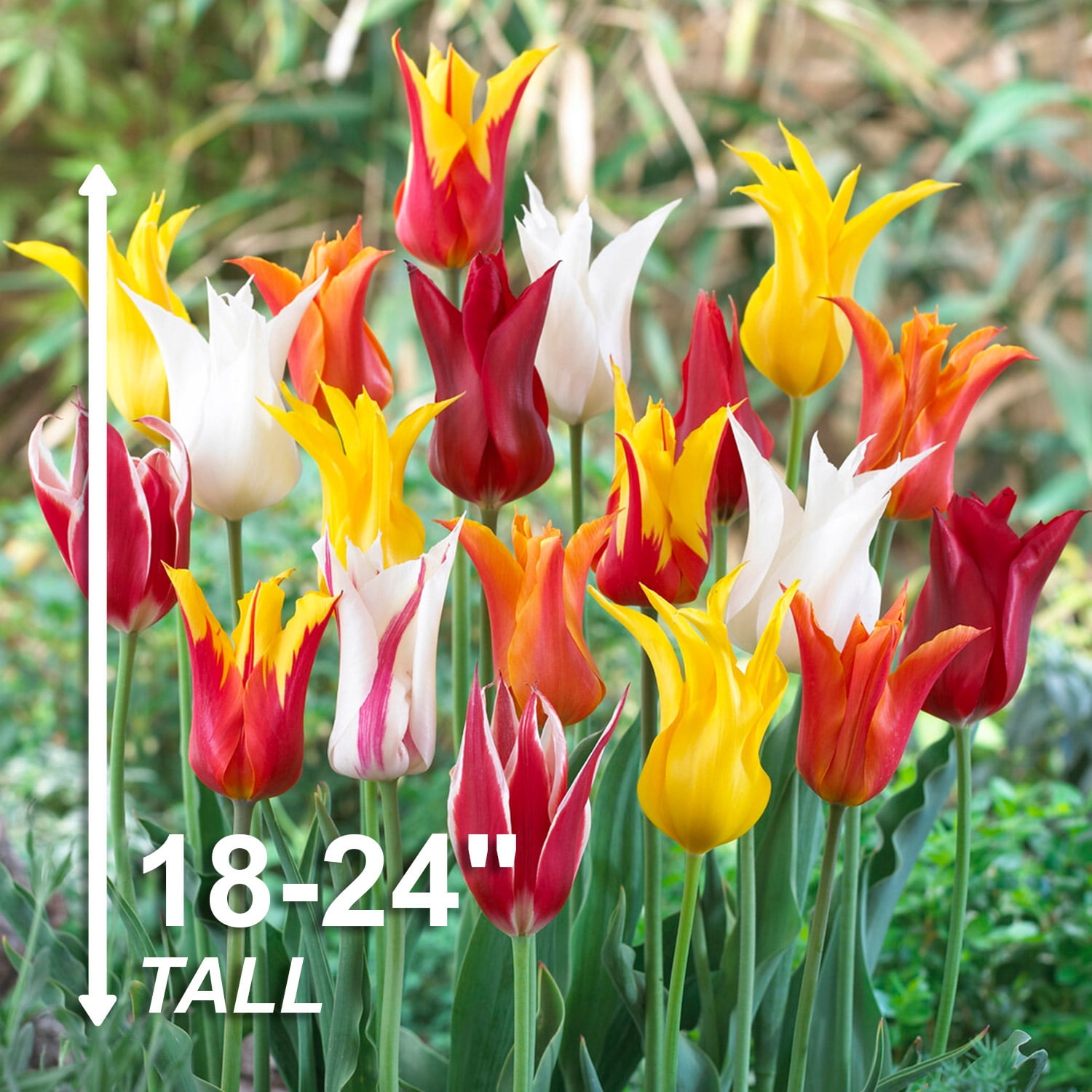 Garden State Bulb Lily Flowering Mix Tulip Flower Bulbs, 12/+ cm (Bag of 50)