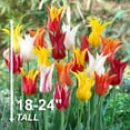 thumbnail image 2 of Garden State Bulb Lily Flowering Mix Tulip Flower Bulbs, 12/+ cm (Bag of 100), 2 of 8