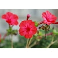 thumbnail image 2 of 25 RED FOUR O'CLOCK Marvel of Peru Mirabilis Jalapa Flower Seeds, 2 of 6