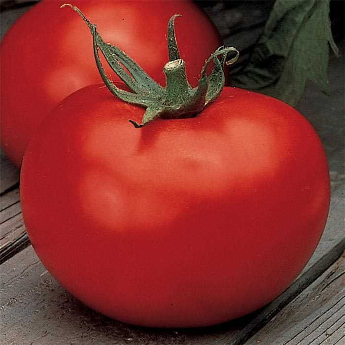 Best boy tomato