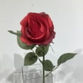 thumbnail image 3 of Red Rose Bud, 3 of 3