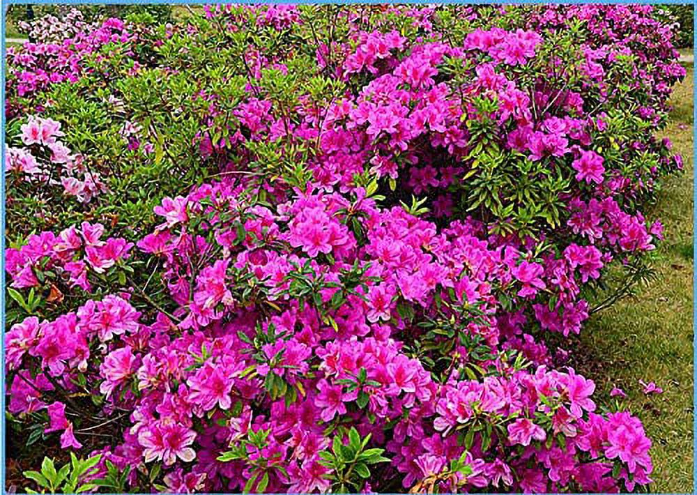 30+ Mixed Azalea Rhododendron simsii Seeds Schlippenbachii Bush Shrub Flowers Plant - image 2 of 3