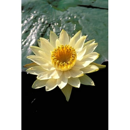 The Lily Pad Oxford Night Lily Okavango Delta Botswana Stretched Canvas - Pete Oxford DanitaDelimont (12 x 17) ()