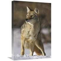 16 x 24 in. Coyote Portrait in Winter, Alleens Park, Colorado Art Print - Konrad Wothe