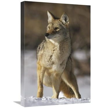 16 x 24 in. Coyote Portrait in Winter, Alleens Park, Colorado Art Print - Konrad Wothe