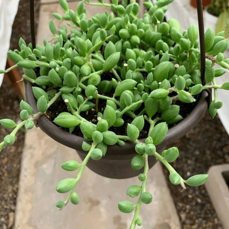 String of Watermelon, Trailing Succulent, Hanging Plant in 4" Pot