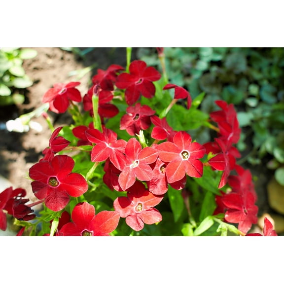 100 Red CRIMSON KING NICOTIANA (Ornamental Flowering Tobacco) Nicotiana Affinis Flower Seeds