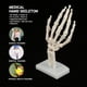 thumbnail image 3 of Aigend Modelo de Esqueleto de Mano - Modelo de Esqueleto de Estudio de articulación de Mano Humana de tamaño Natural anatómico, 3 of 14