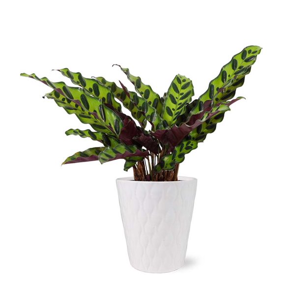 From You Flowers - Rattlesnake Calathea Potted House Plant for Birthday, Anniversary, Get Well, Congratulations, Thank You, All Occasions