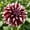 F, variant on 1000 Dahlia seeds-Low Maintenance,for Garden Ideal,for Beds Borders Plant Pots & Planters