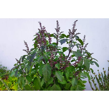 250 Green Tulsi HOLY BASIL Ocimum Sanctum Tenuiflorum Herb Flower Seeds
