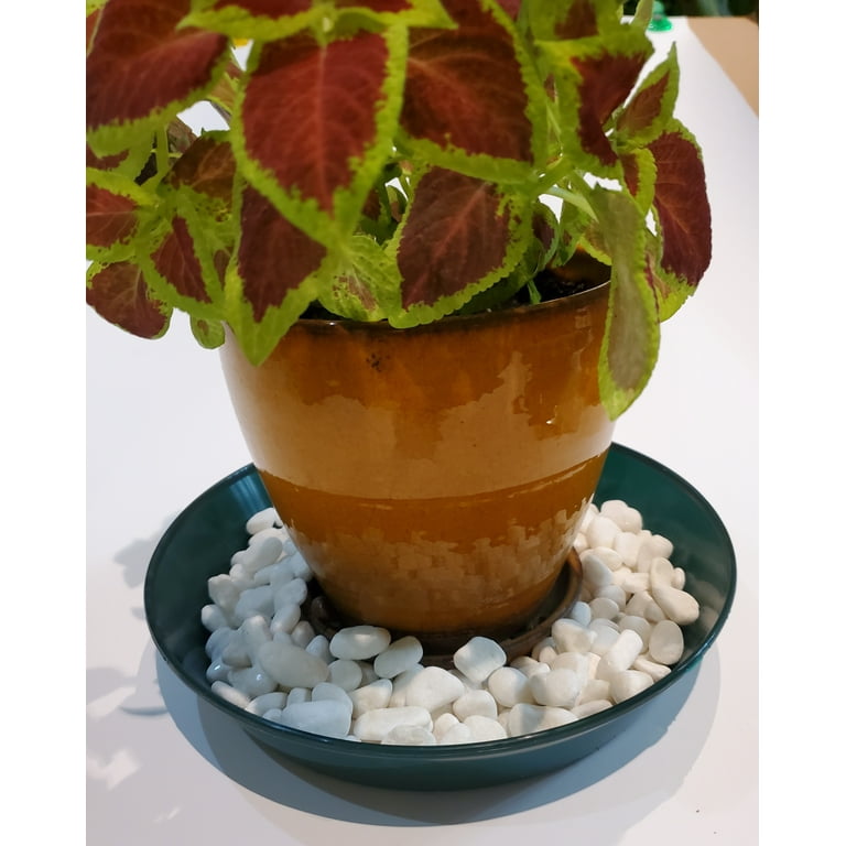 Austin Planter 10 in. Plant Saucer Colored Hunter Green - Polypropylene - 8.3 in. Base - Pack of 5
