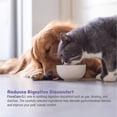 thumbnail image 5 of FloraCare G.I. for Dogs & Cats - Dietary Supplement Paste - Healthy Intestinal Tract, Digestion, Bowel Health - Vitamin, Protein, Fat, Fiber - 60 CC,RAPIDCARE60CC, 5 of 8