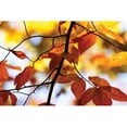thumbnail image 3 of Hausenflock, Alan 14x11 Black Modern Framed Museum Art Print Titled - Autumn Leaves IV, 3 of 5