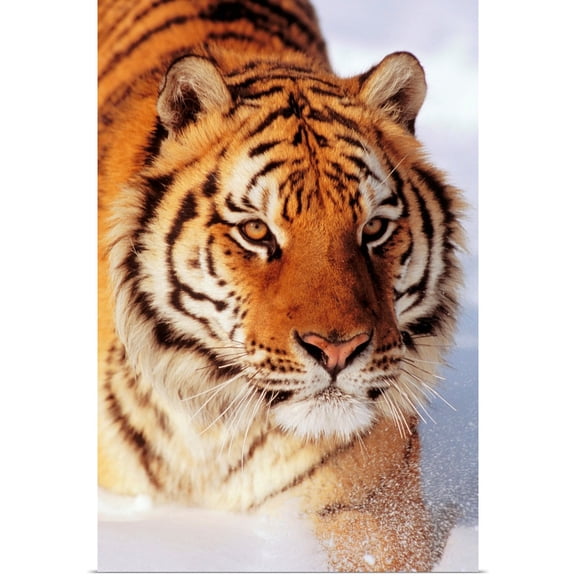 Great BIG Canvas | Rolled John Hyde Poster Print entitled Alaska, Siberian Tiger (Panthera Tigris Altaica) Stalking Prey In Deep Winter Snow