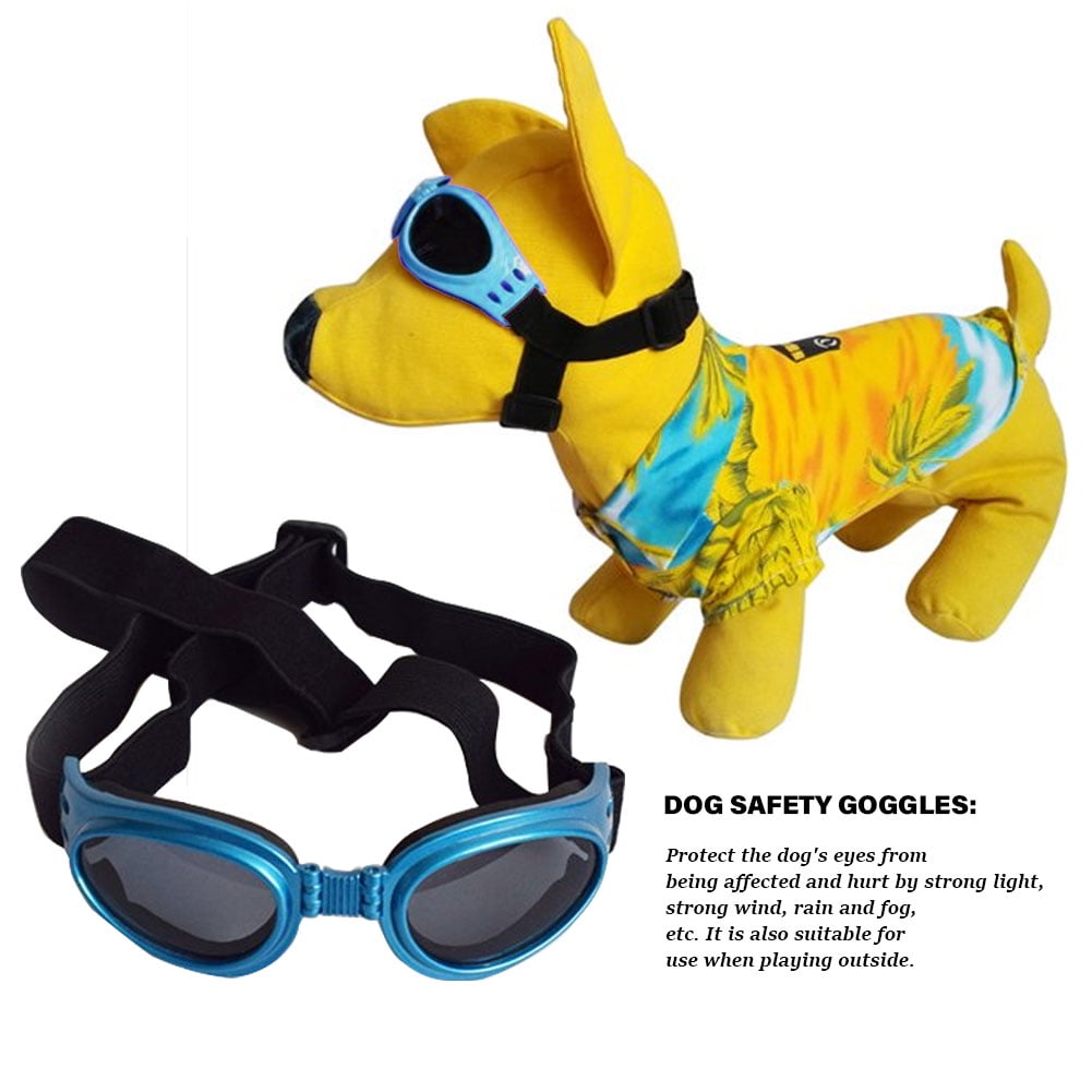 Can Dogs Eyes Take The Wind Outside