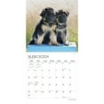 thumbnail image 3 of Adorable Puppies | 2024 12x24" (Hanging) Square Wall Calendar | StarGifts, 3 of 9