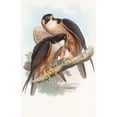 thumbnail image 2 of John Gould 13x18 Black Ornate Wood Framed Double Matted Museum Art Print Titled - Shaheen Falcon (1850-1883), 2 of 5