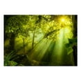 thumbnail image 2 of Tiptophomedecor Peel and Stick Forest Wallpaper Wall Mural - In A Secret Forest - Removable Wall Decals, 2 of 3