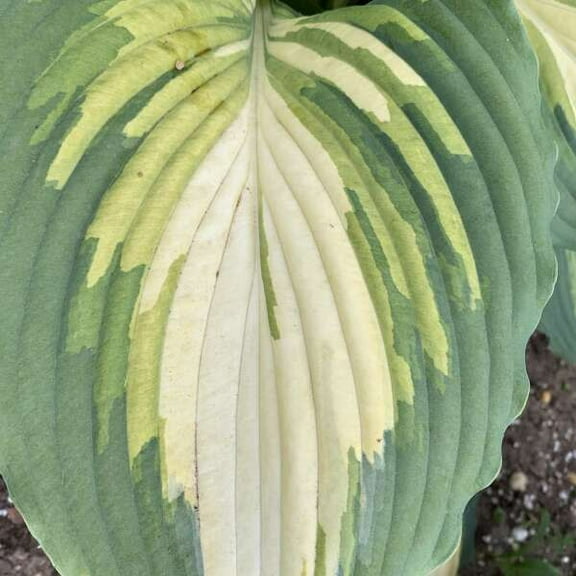 Proven Winners 10" Shadowland 'Love Story' Hosta (Hosta hybrid) Perennial Live Plant in 6.5" Pot